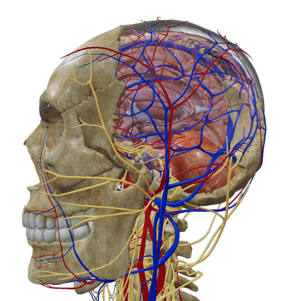Czaszka 3D w aplikacji myBody VR