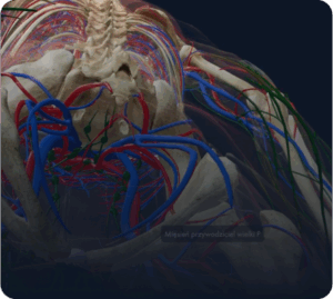 Aplikacja myBody VR - UCZELNIA